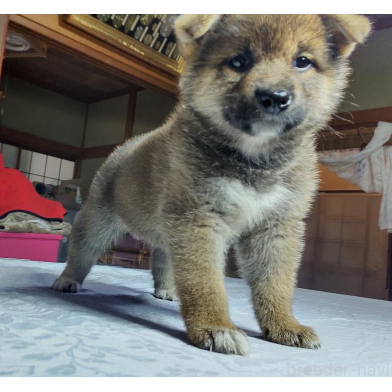 成約済の秋田県の柴犬-396402の3枚目